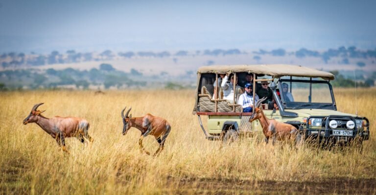 How to Plan a Kenya Safari – Tips & Tricks