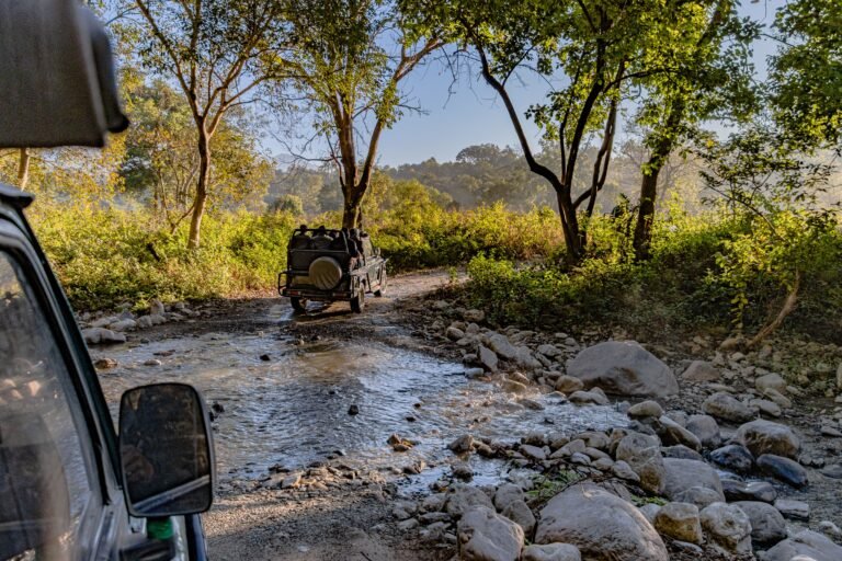 Top Things to Do in Jim Corbett